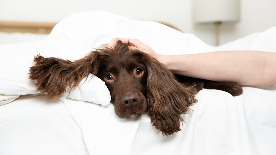 Do dogs need outlet sleep